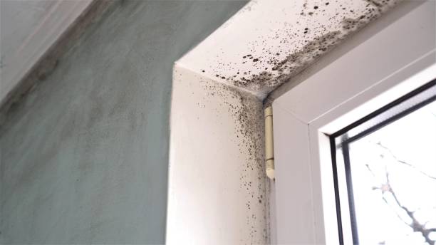 Best Attic Mold Removal  in Canonsburg, PA